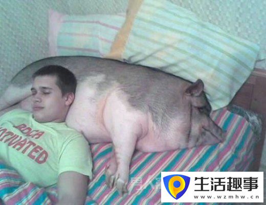 猪的搞笑瞬间：前一秒你还枕着猪 后一秒就把猪给卖了(图4)
