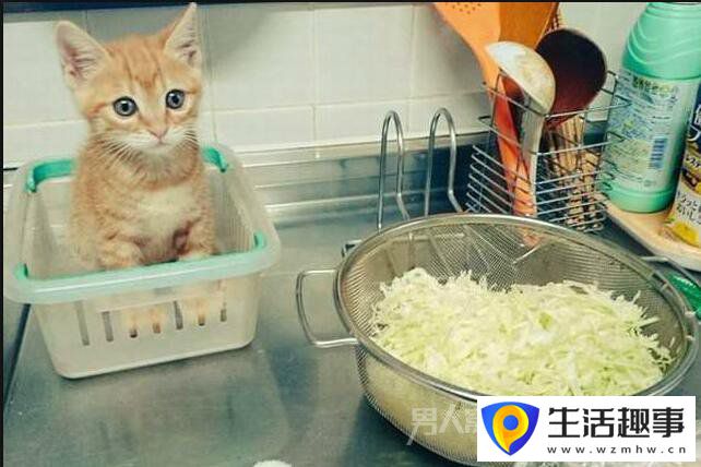 当厨房的香味飘来时 总有一些小动物乱入