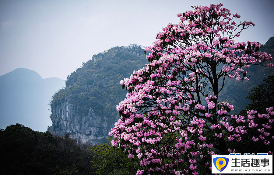 金佛山上杜鹃香(图8)