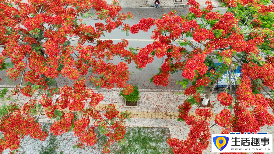 凤凰花盛开似火(图3)