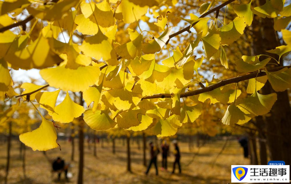 银杏林里秋色浓