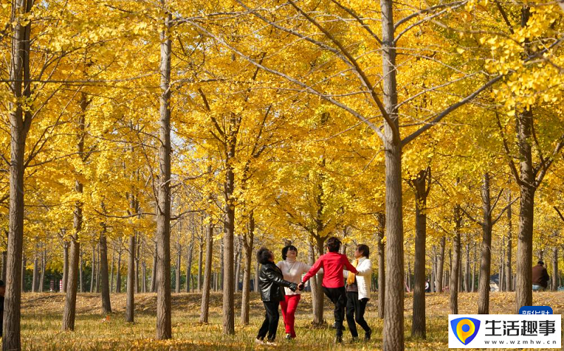 银杏林里秋色浓(图2) 银杏林里秋色浓(图2)