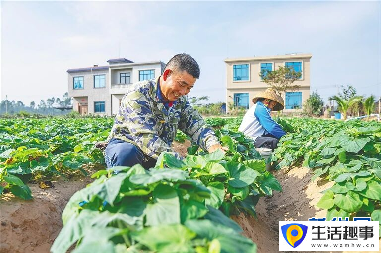 养鳄鱼、种荔枝、种凤梨……海南这些“亿元村”是怎么发展起来的?(图4) 养鳄鱼、种荔枝、种凤梨……海南这些“亿元村”是怎么发展起来的?(图4)