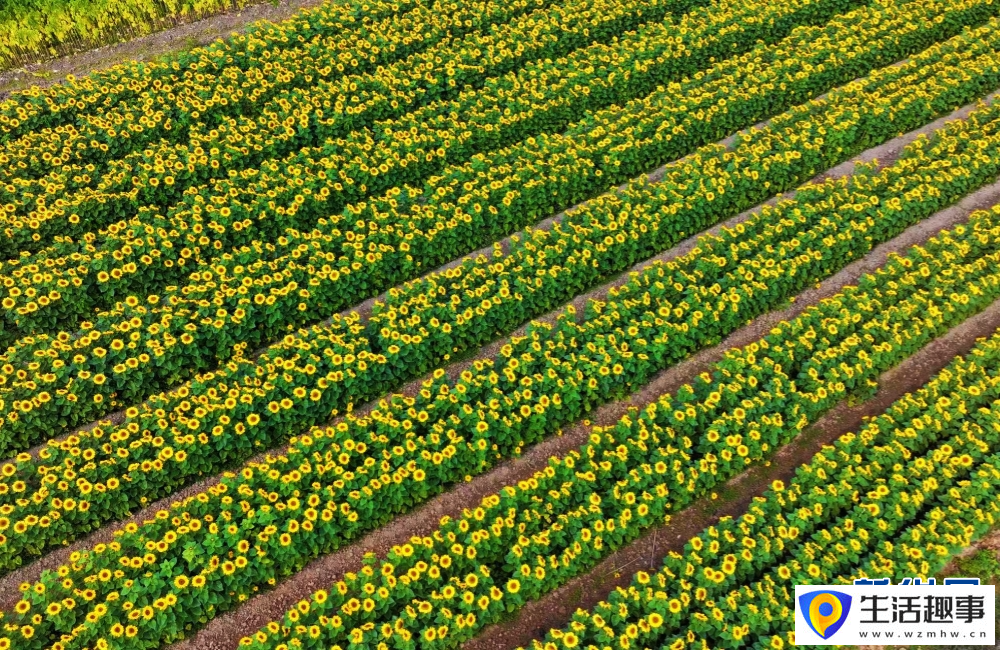 云南景谷金葵漫野 绘就春日绚烂景致