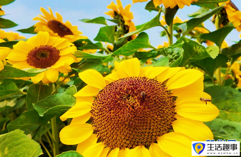 云南景谷金葵漫野 绘就春日绚烂景致(图2)