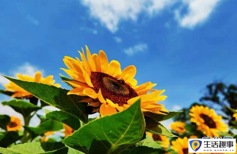 云南景谷金葵漫野 绘就春日绚烂景致(图3)