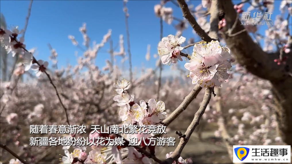 新疆以花为媒 绘旅游新图景