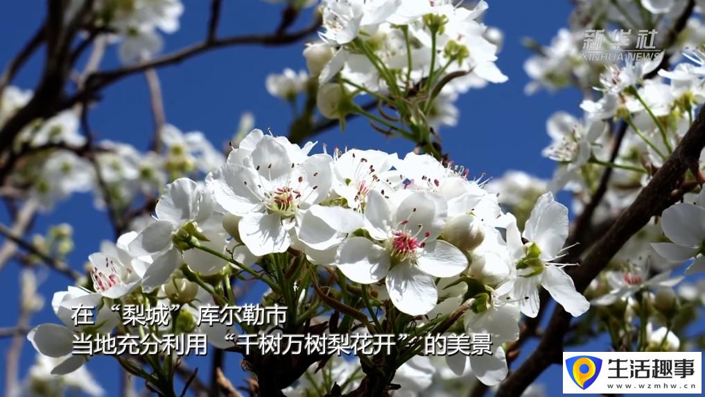 新疆以花为媒 绘旅游新图景(图3)