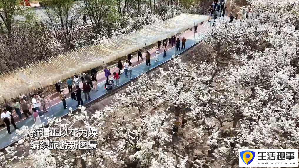 新疆以花为媒 绘旅游新图景(图4)